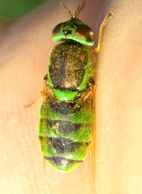 Odontomyia cincta